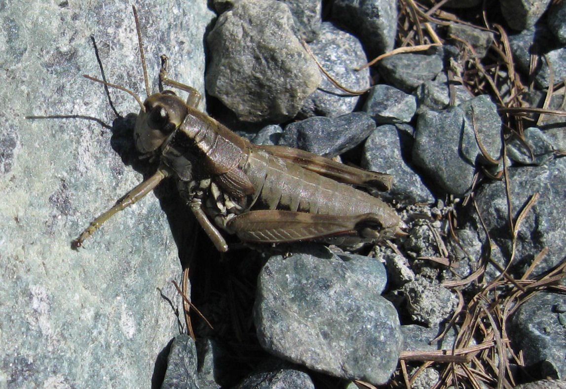 Piccolo ortottero della Valmalenco